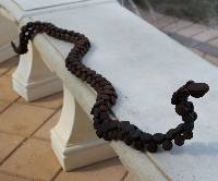 Drooping-brown-snake